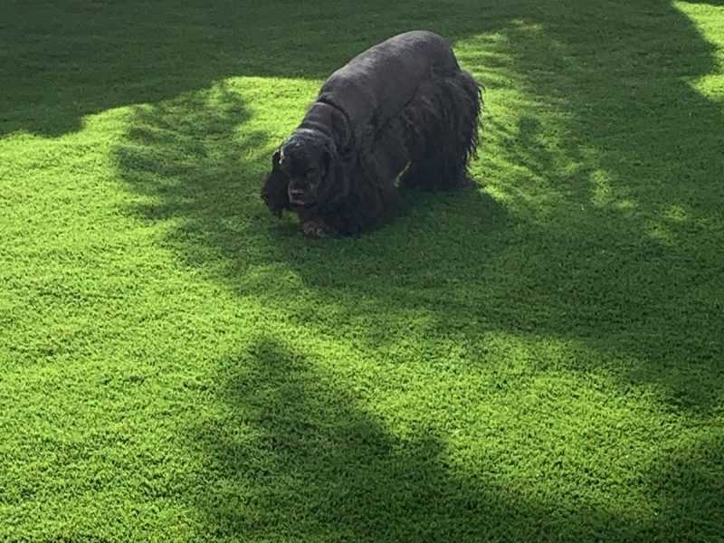 Synthetic and Artificial Turf for North Florida and South Georgia